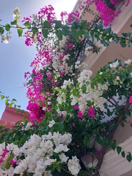 selenya apart Marmaris Bagian luar foto